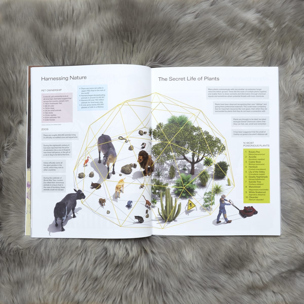 Elephant 41 Elephant 41