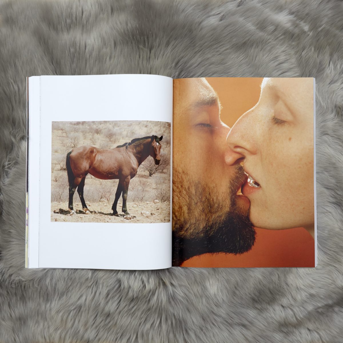 Elephant 41 Elephant 41